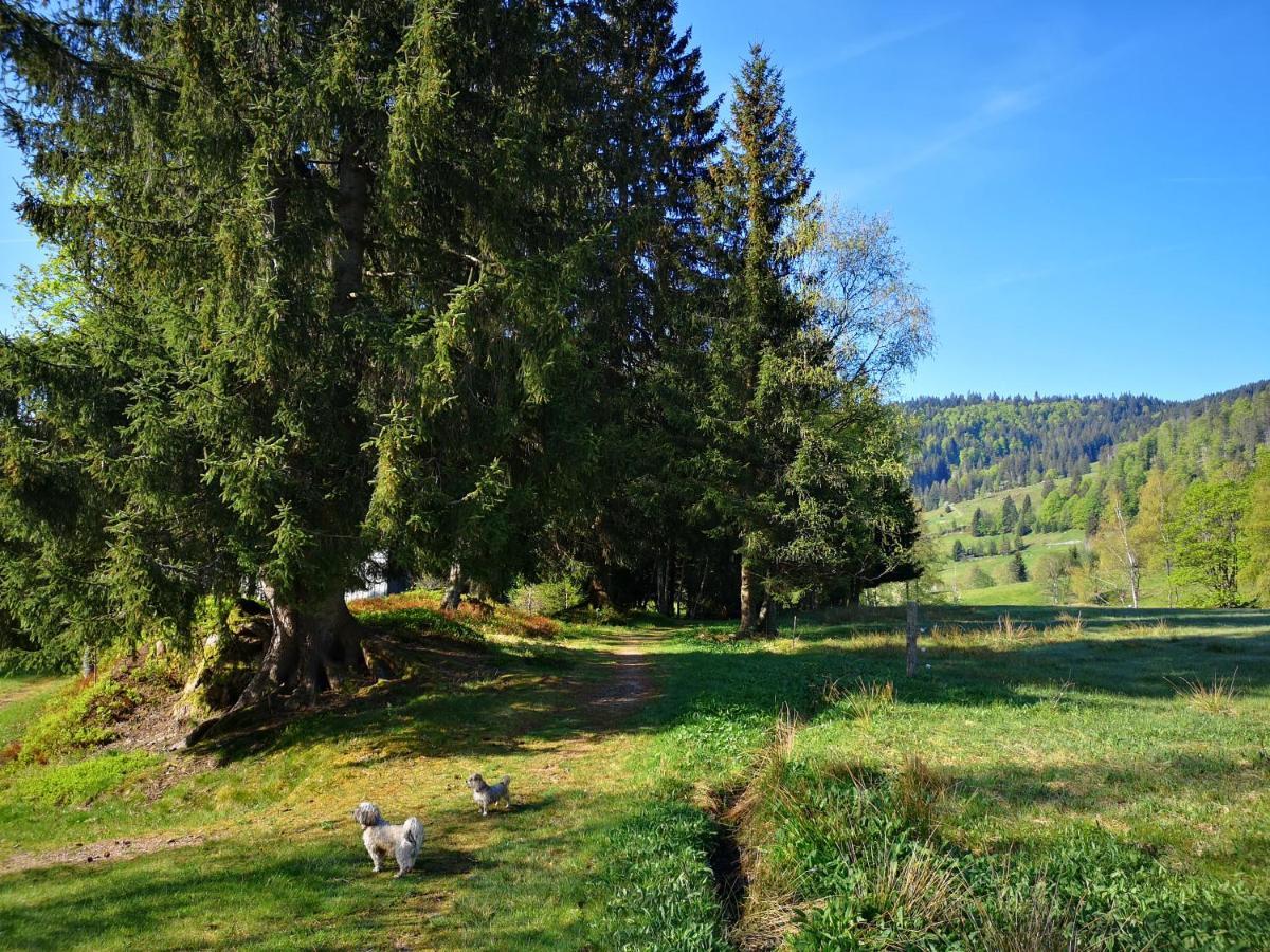B4 Albmatte Apartamento Menzenschwand-Hinterdorf Exterior foto